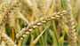 خرید ۹.۷ میلیون تن گندم از کشاورزان/ ۶۴.۲ همت پول گندمکاران پرداخت شد