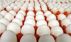مازاد ماهانه تولید تخم‌مرغ به ۱۳ هزارتن رسید