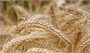 ۸۰ درصد برنامه تولید بذر گندم محقق می‌شود
