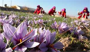 زعفران ایران به کدام کشورها صادر می‌شود؟