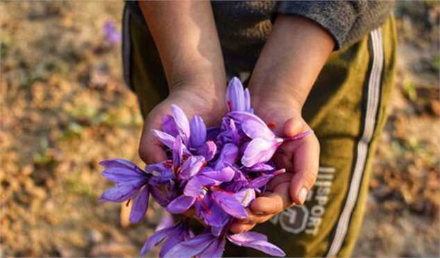 عرضه زعفران در بازار بورس کالا با پایه قیمت ۹۰.۵ میلیون تومان